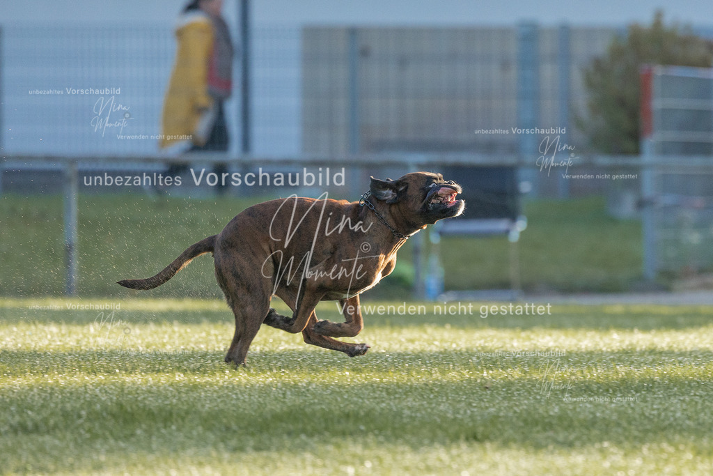 _16A5999 | Einzigartige Fotos von Hunden & Menschen –Actionfotos, Portraits, Vereinsaufnahmen & Paarshootings – authentisch, lebendig & mit Herz.