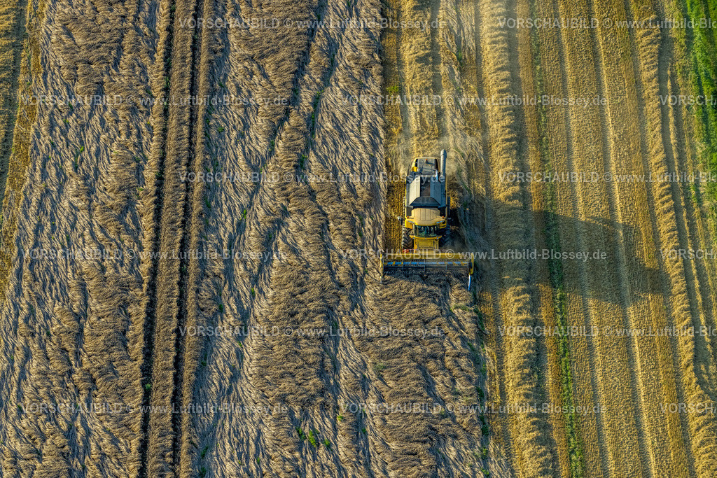 Werl230807369 | Luftbild, Feldarbeit mit Landmaschinen, Getreide mähen, Sönnern, Werl, Werl-Unnaer Börde, Nordrhein-Westfalen, Deutschland