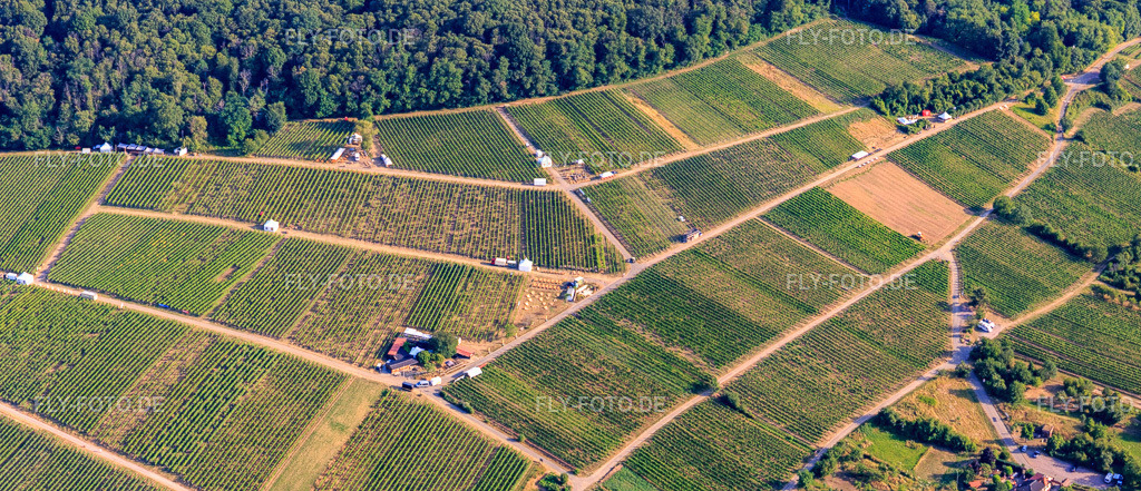 Probierstände im Weinberg für "Grenzenlos Wein". Deutsch-französische Weinevent mit Weinen unserer Winzer und des benachbarten Elsas sowie lulinarischen Köstlichkeiten hoch über dem Ort mit einem herrlichen Blick über die Rheinebene und ins  | Luftbild: Probierstände im Weinberg für "Grenzenlos Wein". Deutsch-französische Weinevent mit Weinen unserer Winzer und des benachbarten Elsas sowie lulinarischen Köstlichkeiten hoch über dem Ort mit einem herrlichen Blick über die Rheinebene und ins benachbarte Wissembourg https://grenzenloswein.de/ im Ortsteil Schweigen in Schweigen-Rechtenbach im Bundesland Rheinland-Pfalz in Deutschland. Foto: IMG_149366-Pano.jpg vom 05.07.2025 durch Werner Riehm/FLY-FOTO.de - Realisiert mit Pictrs.com