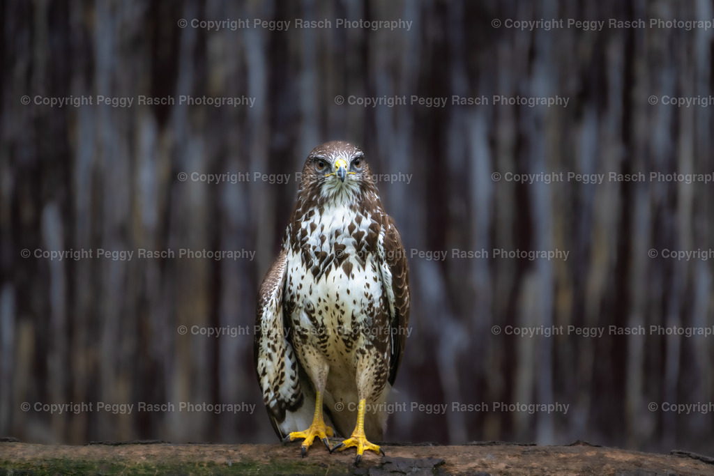 Vogelpark_Niendorf_April_2023 (18) | PeggyRaschPhotography - Realisiert mit Pictrs.com