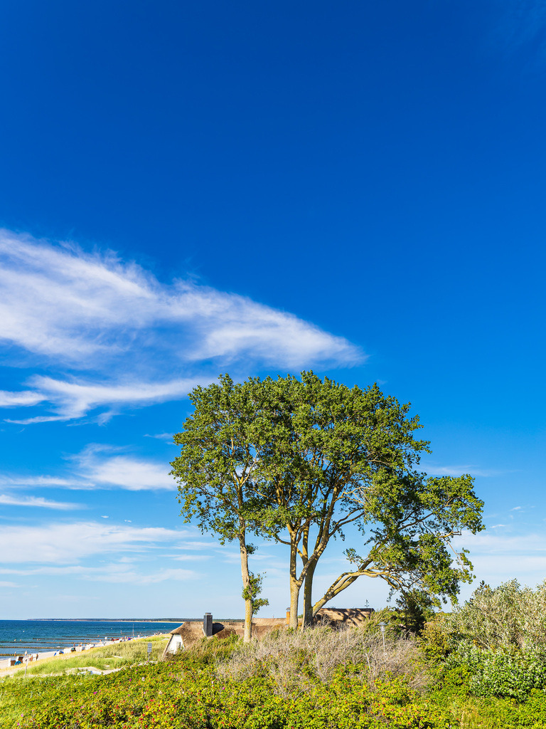 Baum und Haus an der Küste der Ostsee in Ahrenshoop auf dem Fischland-Darß | Baum und Haus an der Küste der Ostsee in Ahrenshoop auf dem Fischland-Darß.