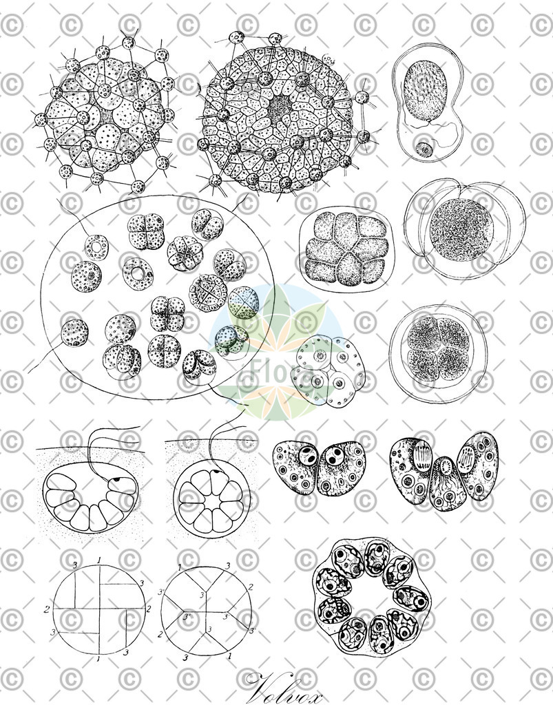 HistAbb_878T_5_ENZY_Simple | Historische Abbildung von Volvox - Volvocaceae (0) | Historical Illustration of Volvox - Volvocaceae (0)