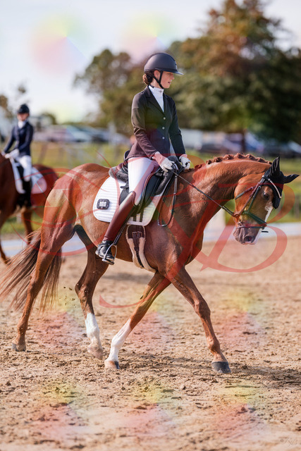 2026_10_03_Siefer-Hof_133105_Z81_84370578 | Professionelle Reitsport-, Turnier- und Eventfotografie von Robert Broda. Galerien mit ausgewählten und bearbeiteten Bildern direkt online ansehen und bestellen.