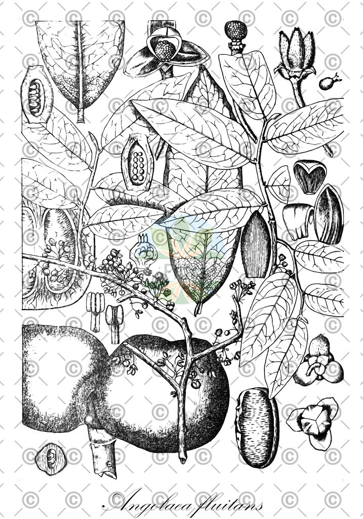 HistAbb_wfo-0000536542_349_ENZY_Simple | Historische Abbildung von Angolaea fluitans - Podostemaceae | Historical Illustration of Angolaea fluitans - Podostemaceae