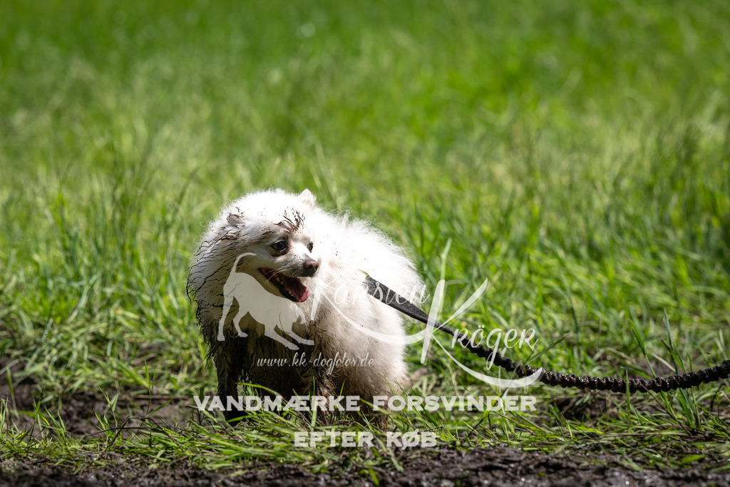 1227_ZZ92340 | kk-dogfotos