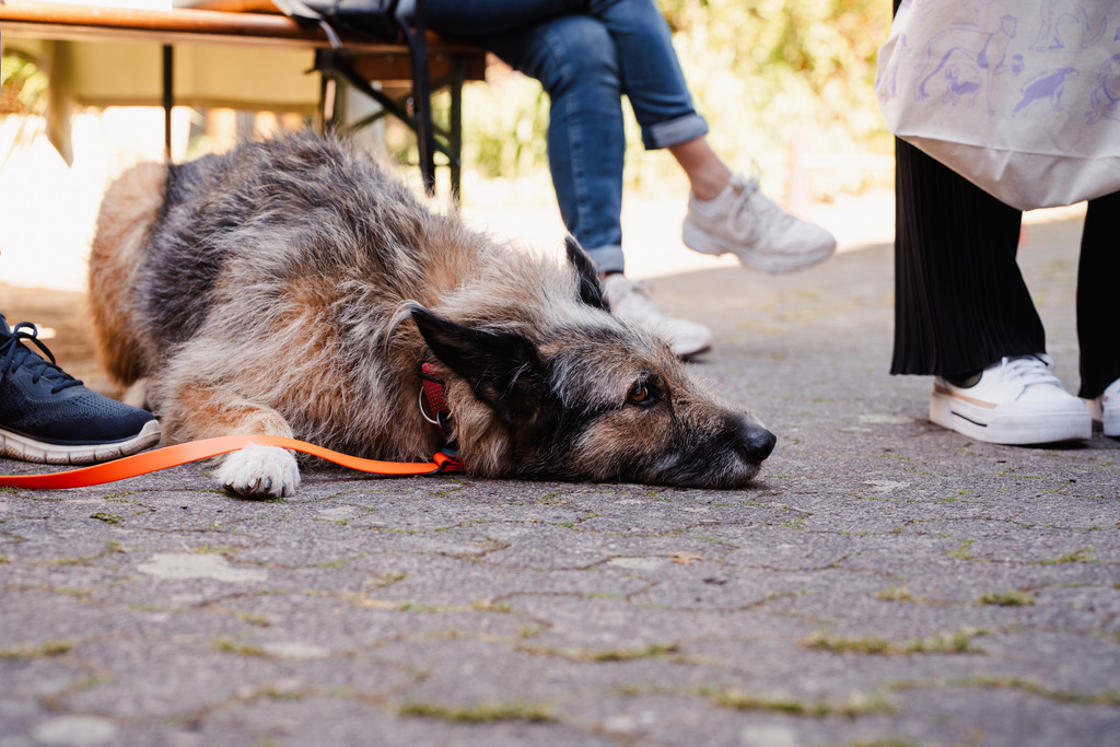 20260426-114 | MuT (Mensch und Tier) mit Mona - Fotografie und Tierkommunikation - Realisiert mit Pictrs.com