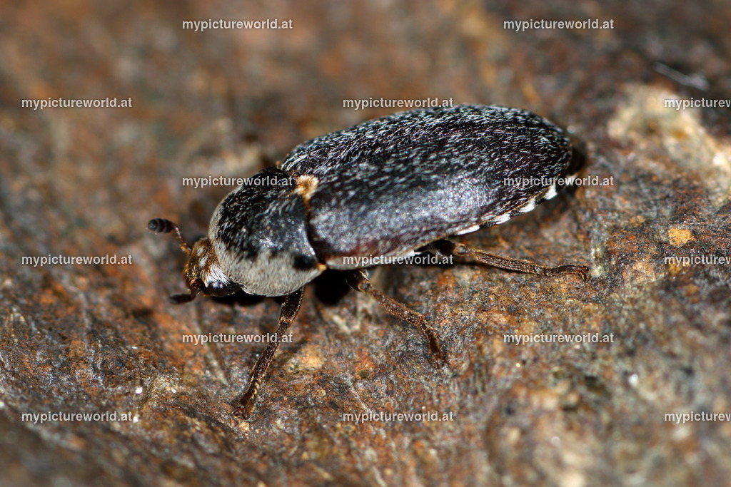 Dermestes maculatus-002 | Das Bilderarchiv über Tiere, Planzen und Landschaften. In der Bilddatenbank finden Sie ein große Auswahl an hochwertigen Bilder für Ihre Werbung - Realisiert mit Pictrs.com