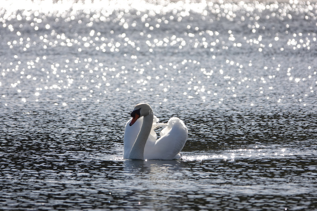 Dumersdorfer Ufer nature reserve_49 | Pretty woman, probably