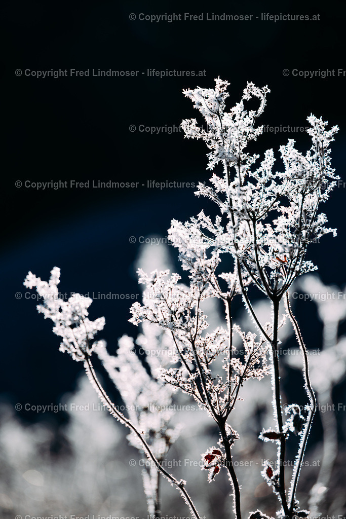 Reif Morgenfrost Mariazellerland 24112021-1317 | Fotos und Fotoprodukte - Realisiert mit Pictrs.com