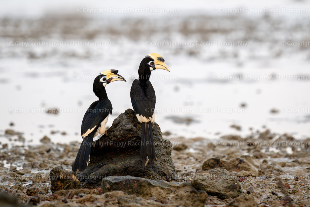 Thailand_Hornbills_2025 (15) | PeggyRaschPhotography - Realisiert mit Pictrs.com