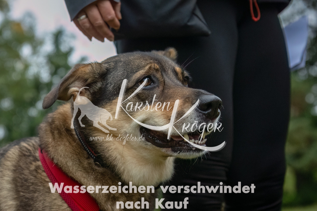 0941_ZZ90780-Bearbeitet | kk-dogfotos