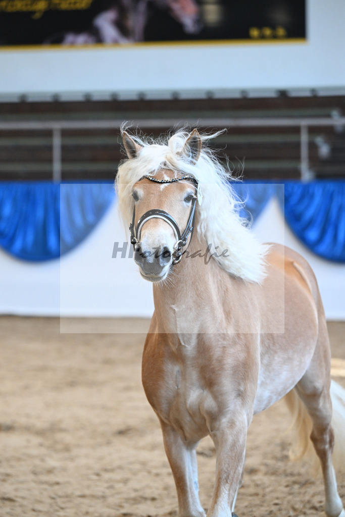 Kat-Nr. 21 nn v. Barion_Stecher_48250420 | hf-fotografie - Realisiert mit Pictrs.com