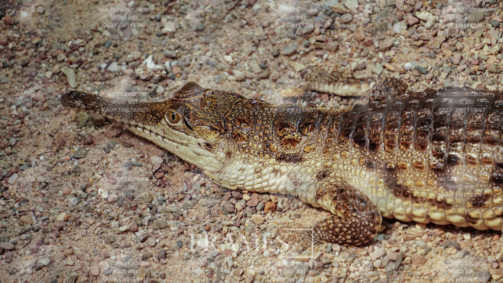 Krokodil | Frames by Niels – Fotograf aus Wassenberg (Nähe Mönchengladbach). Natürliche Fotos von Menschen, Tieren, Produkten und Architektur. Outdoor-Shootings & professionelle Prints direkt im Shop bestellen oder vor Ort buchen. - Realisiert mit Pictrs.com