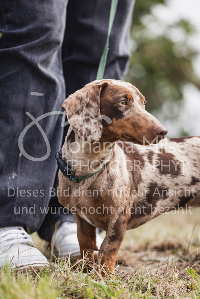 250628_PfSpTa_A2-Spr-216 | Deine schönsten Turniermomente als professionelle Fotos! Entdecke hochwertige Pferdesport-Fotografie im Online-Shop. Jetzt Fotos finden & bestellen!