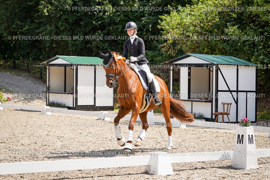 DSC01816 | Pferdegrafie