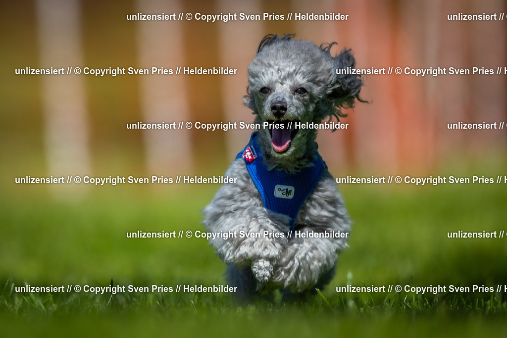 Hunderennen_April_2026_205 | 2026-04-26 - Hunderennen Baden-Oos April 2026 - Realisiert mit Pictrs.com