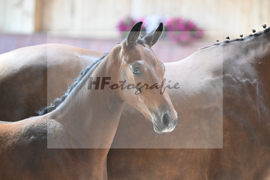 Kat-Nr. 9 HF Cascadello I x Conte Cassini_Kraemer_32240459 | hf-fotografie - Realisiert mit Pictrs.com
