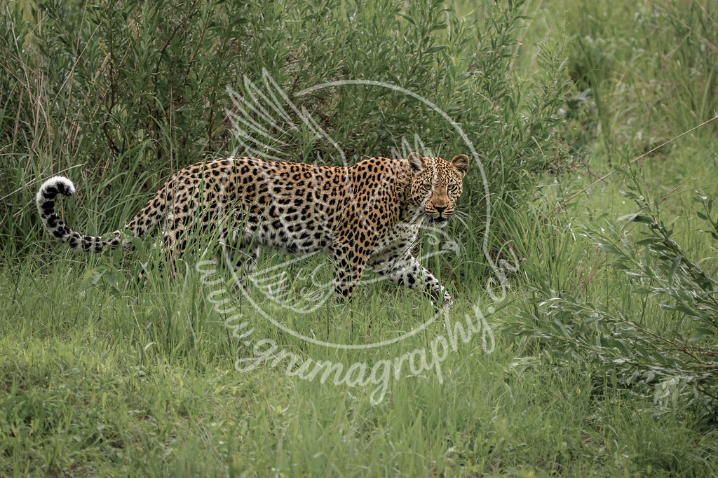 silent form - leopard_ botswana | Fine-Art Wildlife Fotografie eines Leoparden im natürlichen Lebensraum – ruhig, authentisch und detailreich. Der Leopard bewegt sich lautlos durch das Gras und wird in einer klaren, reduzierten Komposition festgehalten. Dezente Farben, matte Tiefen und eine filmische Stimmung im typischen Grumagraphy-Look machen dieses Motiv ideal für hochwertige Wandbilder, Galerieprints und Sammlerstücke. Fotografiert ohne Köder, ohne Inszenierung, im echten Moment.