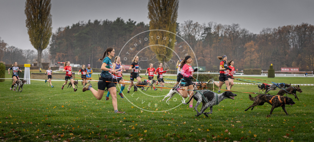 CaniXpix_DV3A8801 | Hundefotografie, Tierfotograf, Pfotenfotografie, Fotoshooting Hund, Hunde Portrait, Hundesport, Hundeportraits, Heideshooting, Hunde, Sportfotograf, Hundefotograf, Turnierhundsport, THS,  - Realisiert mit Pictrs.com