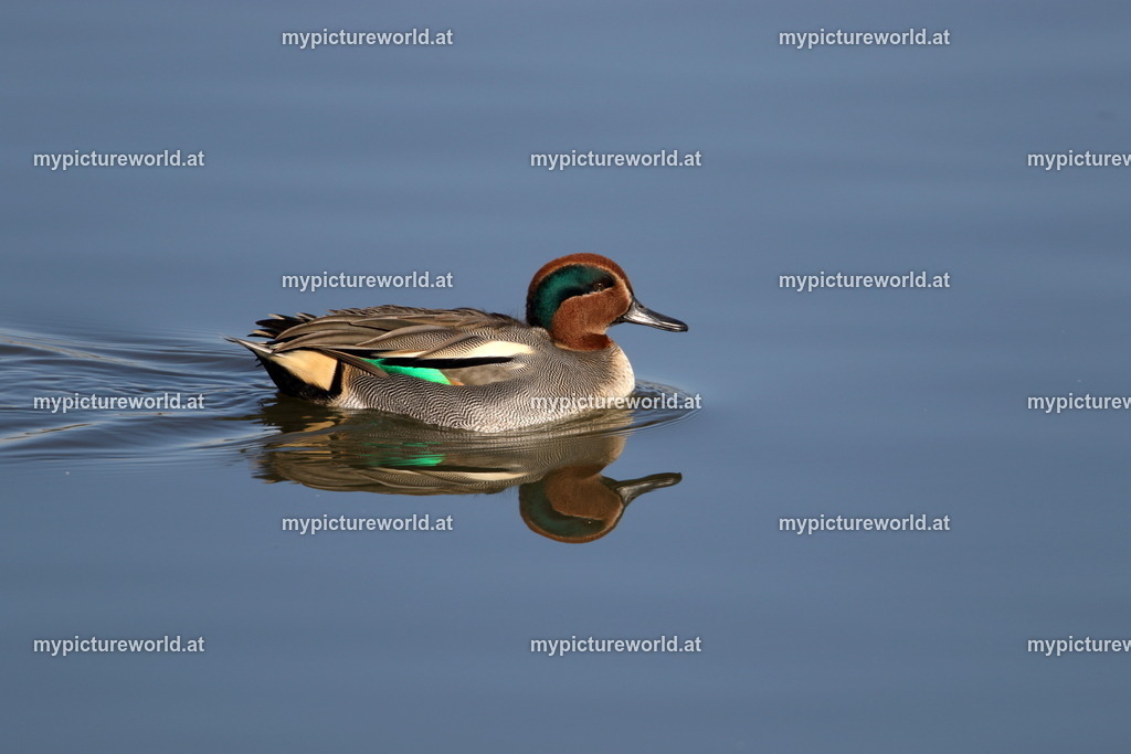 Krickente-047 | Das Bilderarchiv über Tiere, Planzen und Landschaften. In der Bilddatenbank finden Sie ein große Auswahl an hochwertigen Bilder für Ihre Werbung - Realisiert mit Pictrs.com