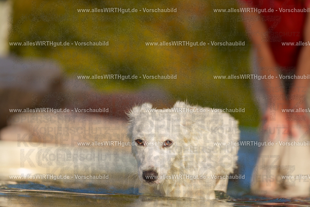 Hundeschwimmen_Grefrath_2026-allesWIRTHgut_Tierfotografie-15_39-7R509464 | Professionelle Tierfotografie in Mönchengladbach von Daniel Wirth (allesWIRTHgut). Liebevolle & natürliche Bilder von Hunden & Katzen für unvergessliche Erinnerungen.