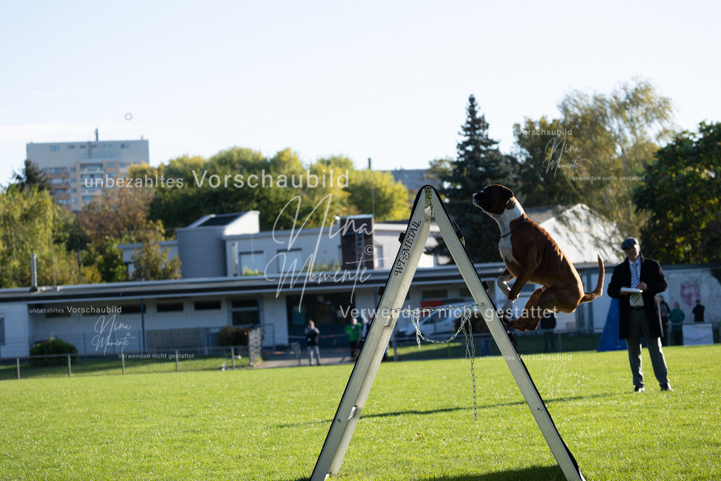 _16A4855 | Einzigartige Fotos von Hunden & Menschen –Actionfotos, Portraits, Vereinsaufnahmen & Paarshootings – authentisch, lebendig & mit Herz.