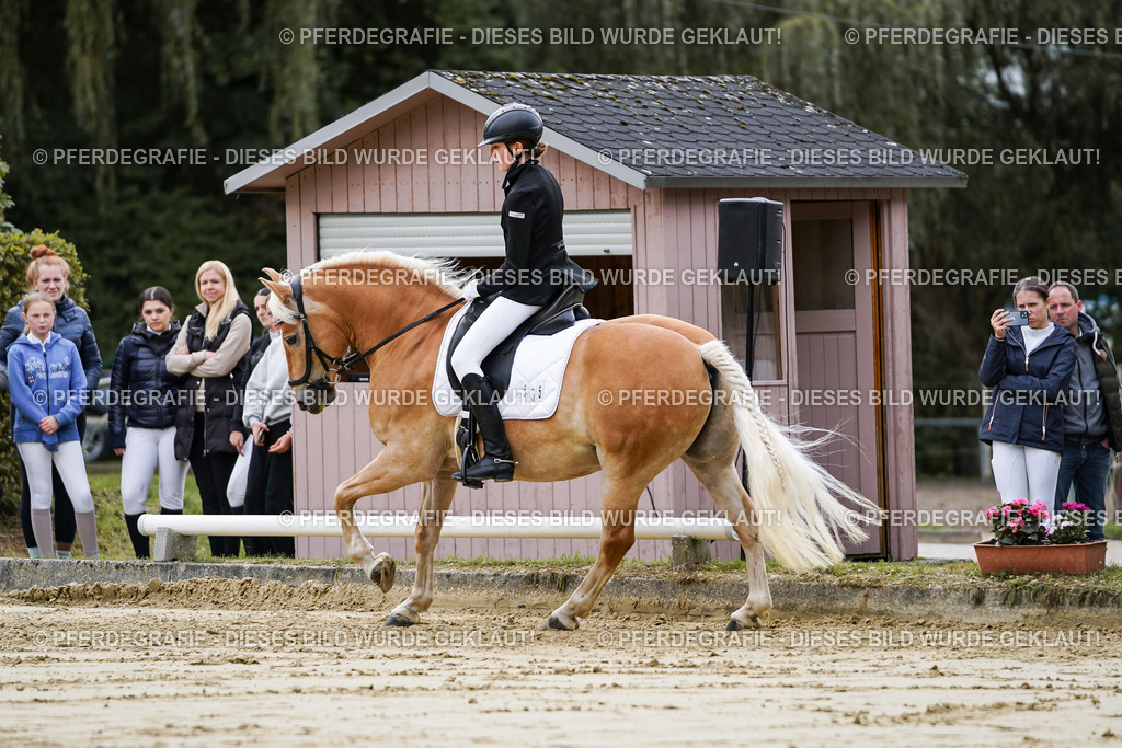 DSC04836 | Pferdegrafie