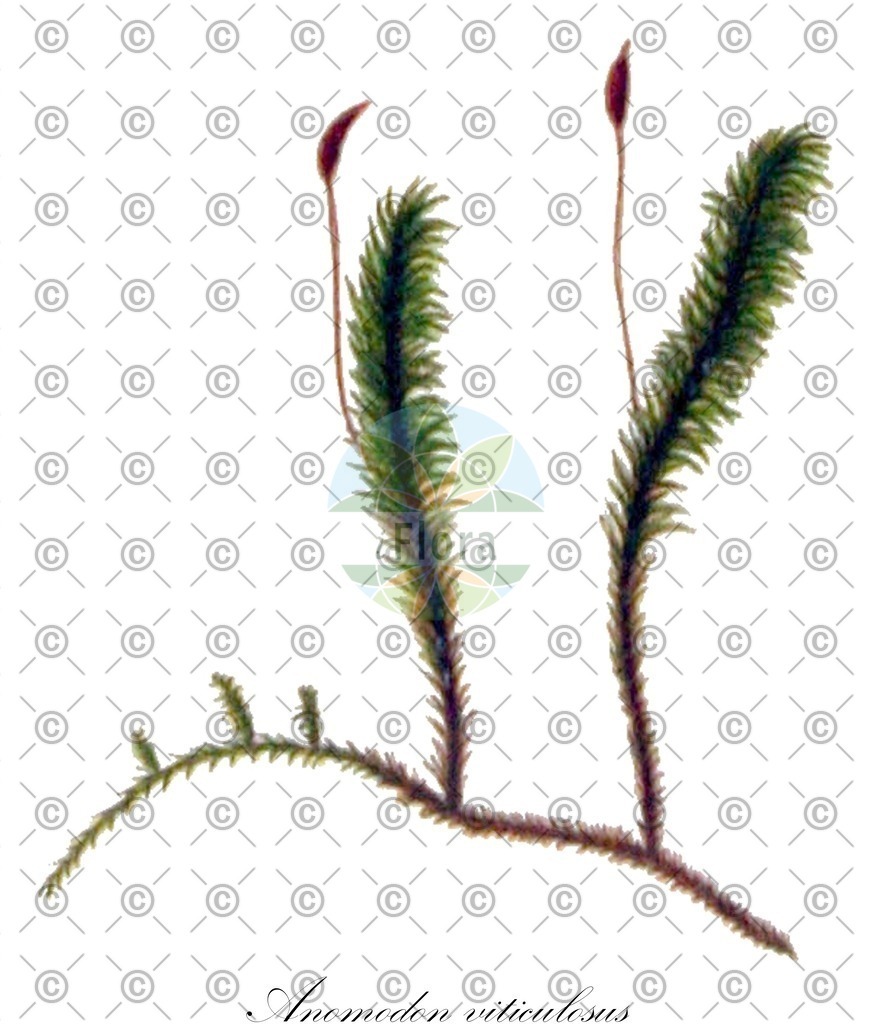 HistAbb_wfo-1000020258_1_ENZY_Simple | Historische Abbildung von Anomodon viticulosus - Anomodontaceae | Historical Illustration of Anomodon viticulosus - Anomodontaceae