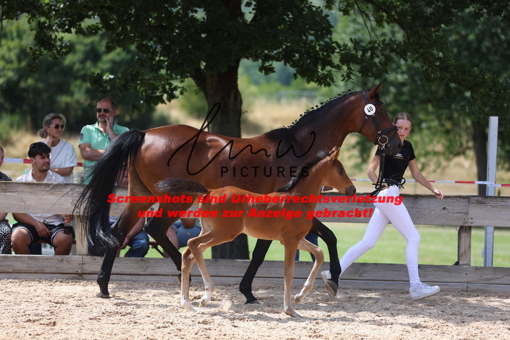 Fohlenschau_Schwäbisch_Hall_springbetonte_Fohlen_KN 40_4 | lmwpictures - Realisiert mit Pictrs.com