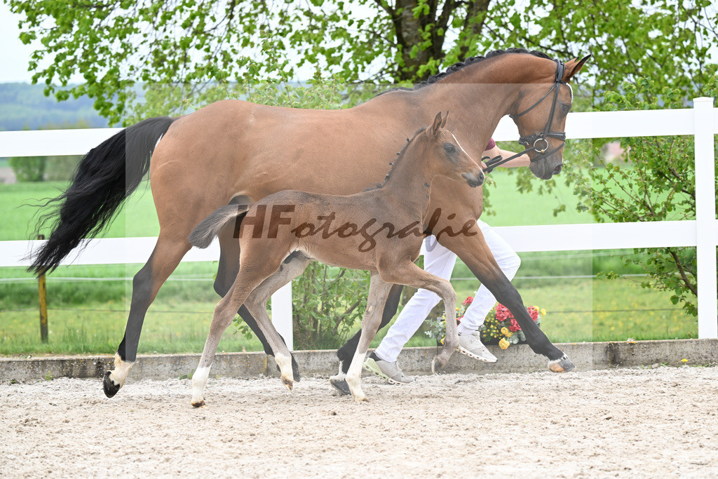 Kat-Nr. 27 HF St. Noble x Sezuan_Fetzer_23260872 | hf-fotografie - Realisiert mit Pictrs.com