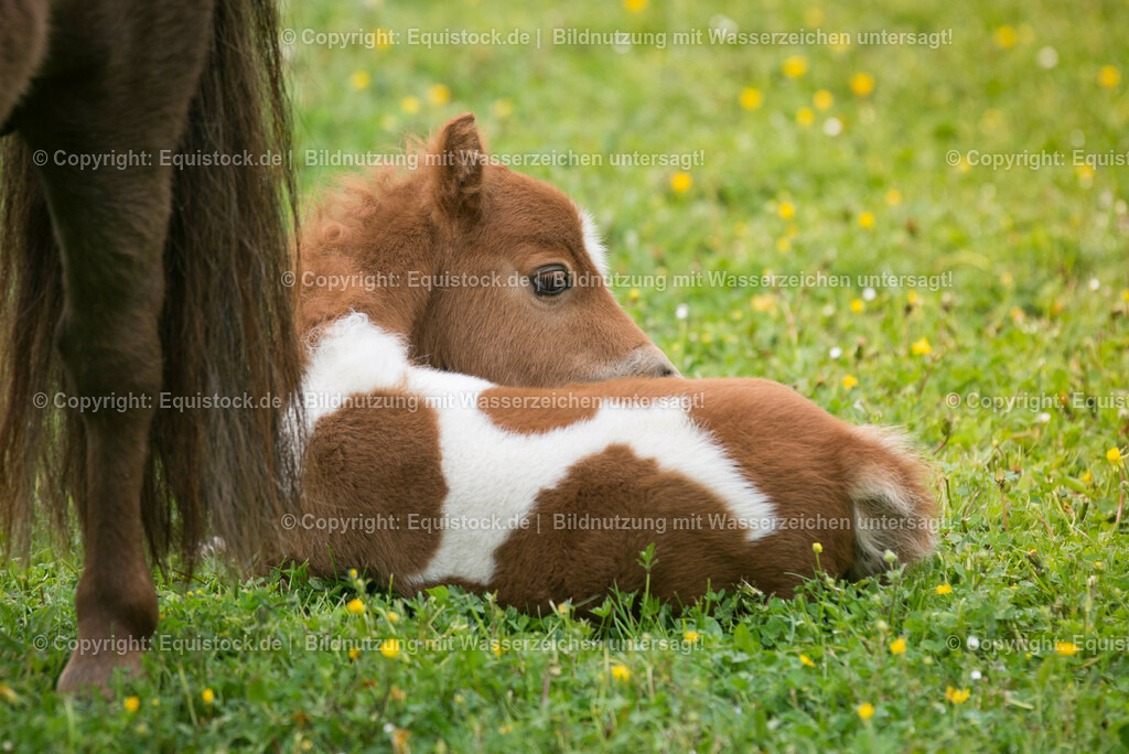 20150502_Fohlen_0010 | equistock