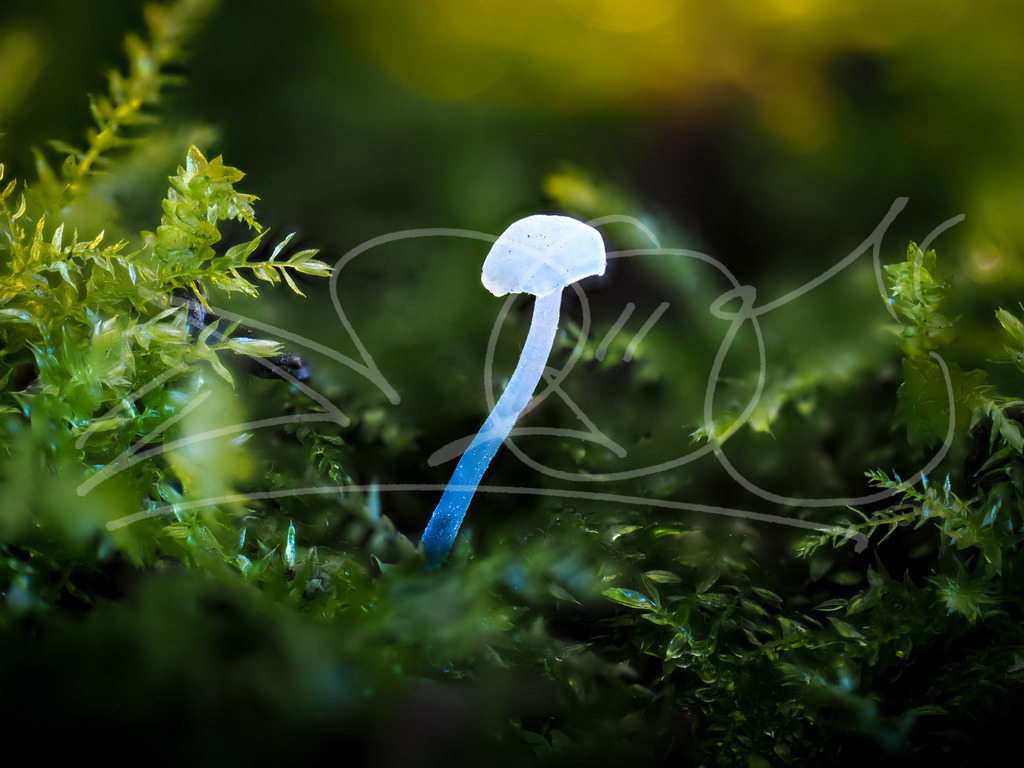 Zwerg | Naturschönheiten aus Deutschland. Pflanzen und Tiere, Insekten und Naturschauspiele. Alle schönen Details, die uns umgeben, fotografiert von Michi Moc.  - Realisiert mit Pictrs.com