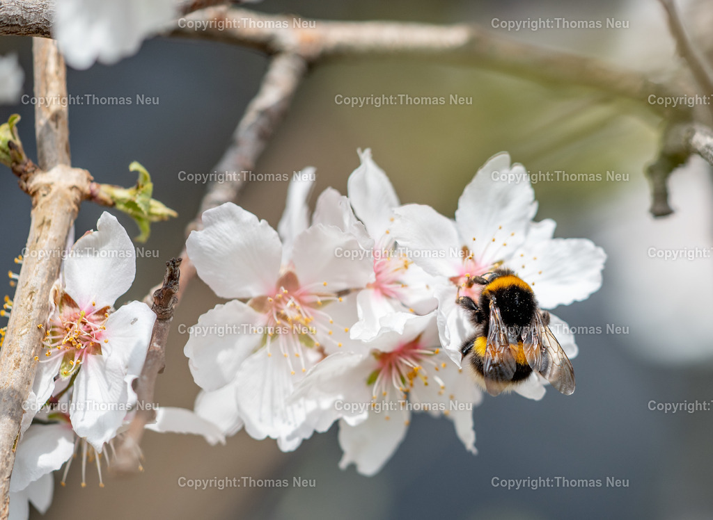 Hummel-Mandelbluete-Bergstrasse-Weinberge-Fruehling-hessische-bergstrasse-Bensheim-Heppenheim-Fotografie-Thomas_neu-1403 | Die Mandelblüte an der Hessischen Bergstraße gehört zu den schönsten Frühlingsmomenten der Region. Ein blühender Mandelbaum steht oberhalb der Weinberge zwischen Bensheim und Heppenheim und bietet einen weiten Blick über die Rebenlandschaft.  Die Kombination aus blühenden Mandelbäumen, Weinbergen und der sanften Landschaft der Bergstraße macht diese Szene zu einem typischen Motiv des Frühlings in Südhessen.,Bild: Thomas Neu