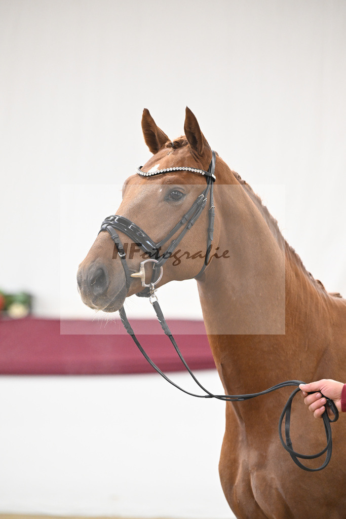 Kat-Nr. 122 Fynch Hatton x De Niro_Wolfgang Reich_47253596 | hf-fotografie - Realisiert mit Pictrs.com