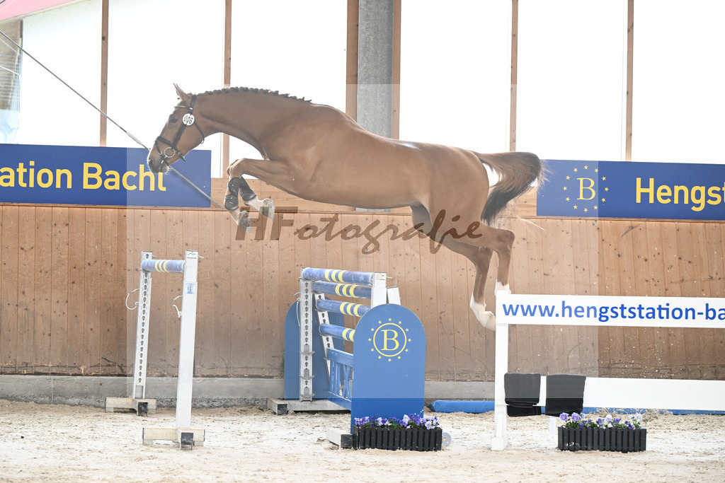 Kat-Nr. 6 Amir VT Z v. Aganix Du Seigneur_Neukirch_7240199 | hf-fotografie - Realisiert mit Pictrs.com