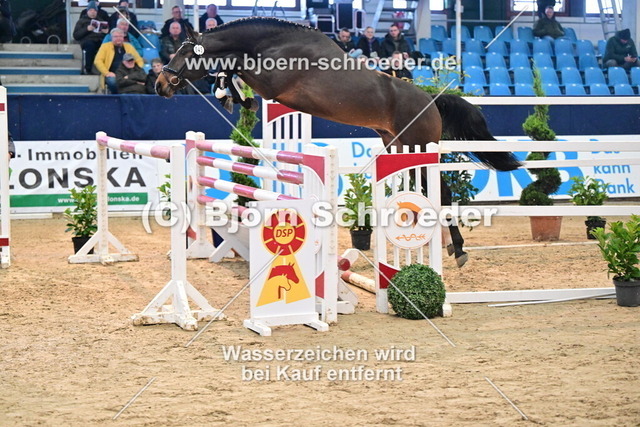 45__Toulon - Chacco-Blue_967_7091 | Björn Schroeder Pferdefotografie