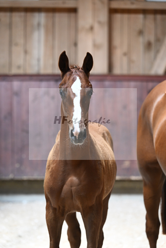 Kat-Nr. 14 HF Von UNd Zu x Locksley III_Schindele_32240225 | hf-fotografie - Realisiert mit Pictrs.com