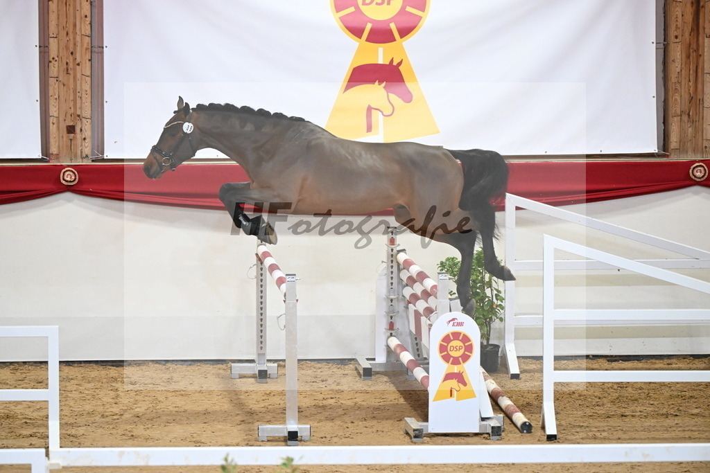 Kat.-Nr. 39 v. Uricas van de Kattevennen_Laue_2251280 | hf-fotografie - Realizzato con Pictrs.com