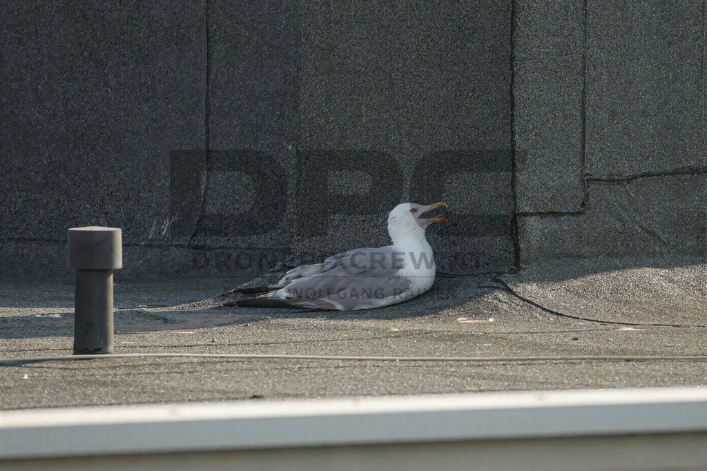 Yellow-legged Gull (Larus michahellis) | Yellow-legged Gull (Larus michahellis), a large gull species commonly found along Mediterranean coasts, rocky shorelines, harbours and coastal areas. - Realisiert mit Pictrs.com