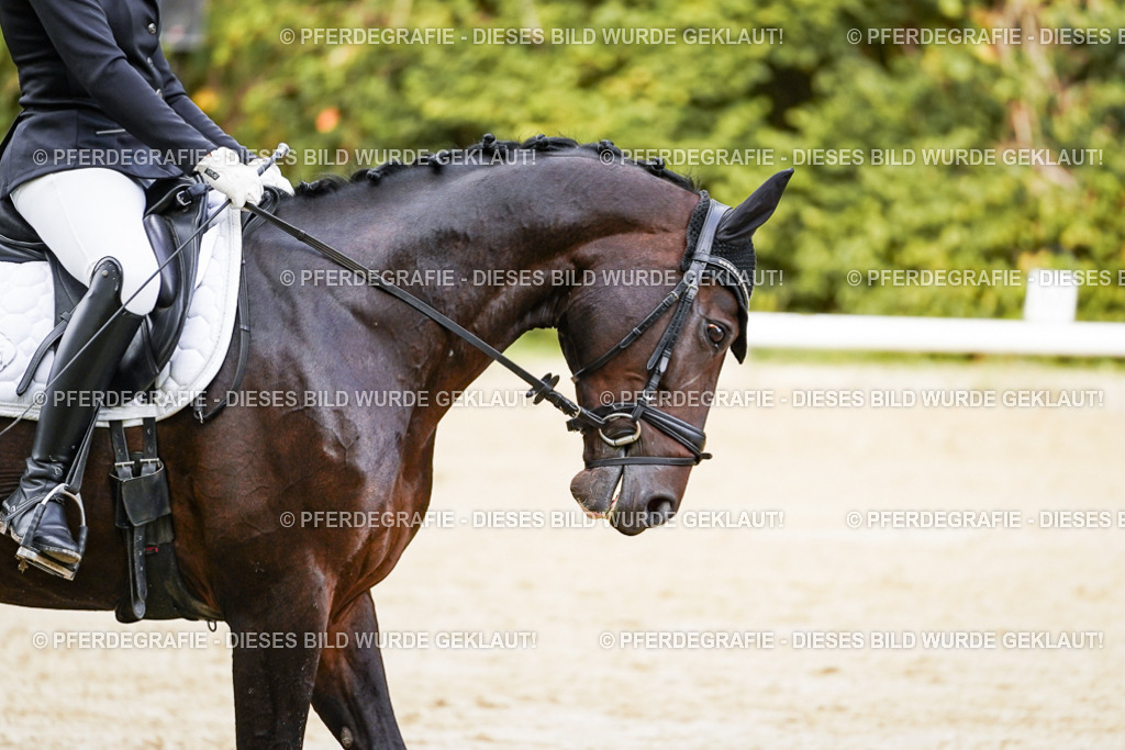 DSC09500 | Pferdegrafie