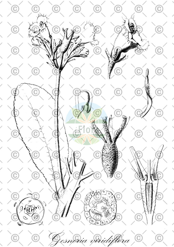 HistAbb_wfo-0000702469_2_ENZY_Simple | Historische Abbildung von Gesneria viridiflora - Gesneriaceae | Historical Illustration of Gesneria viridiflora - Gesneriaceae