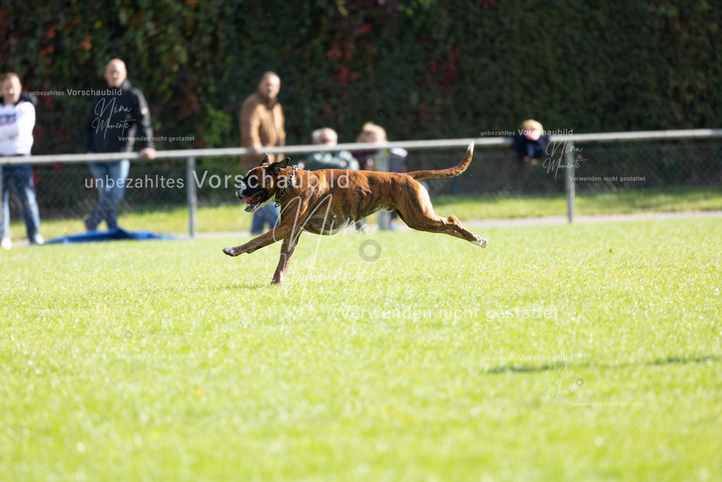 _16A5289 | Einzigartige Fotos von Hunden & Menschen –Actionfotos, Portraits, Vereinsaufnahmen & Paarshootings – authentisch, lebendig & mit Herz.