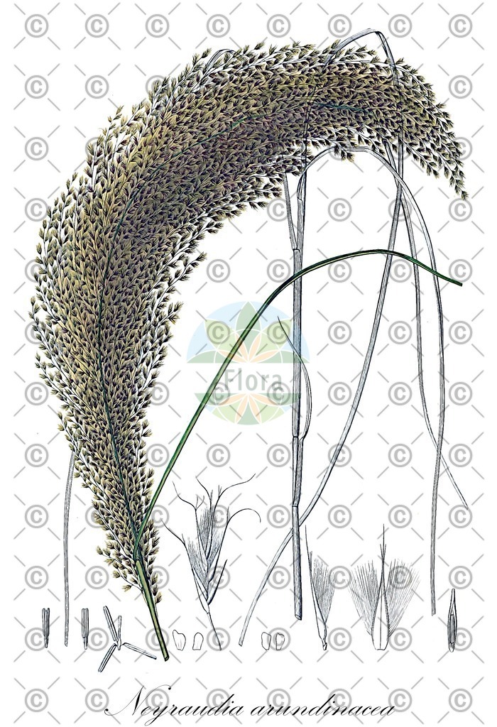 HistAbb_wfo-0000115747_1_ENZY_Simple | Historische Abbildung von Neyraudia arundinacea - Poaceae | Historical Illustration of Neyraudia arundinacea - Poaceae