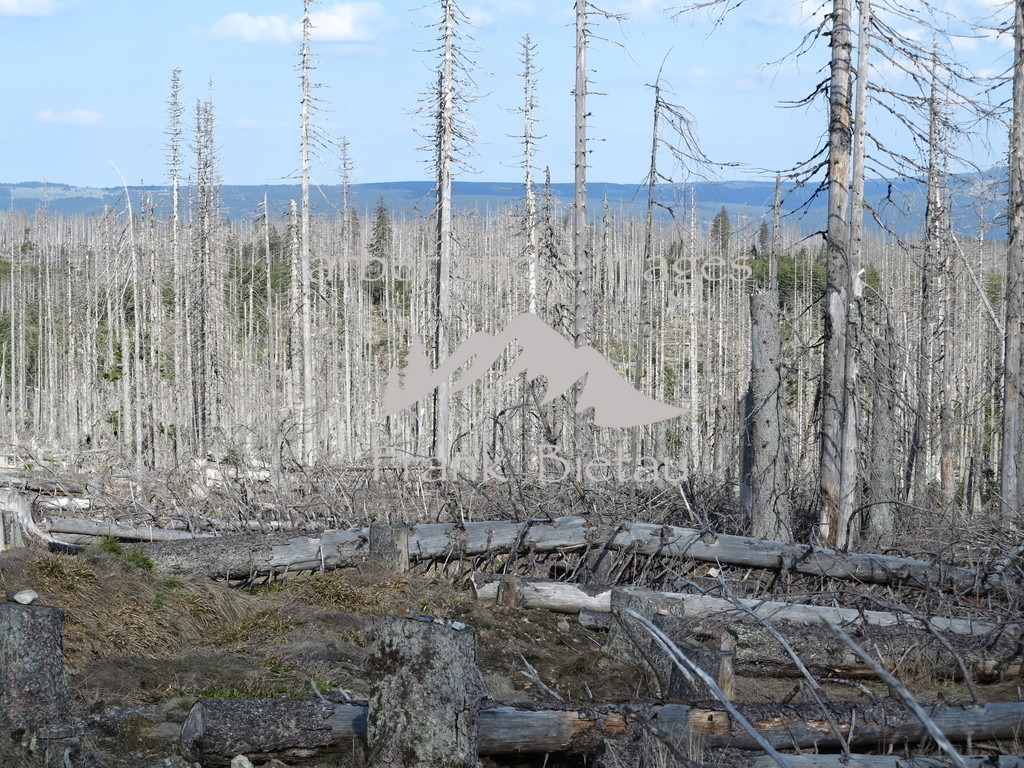 IMG_5270 | Sturm und Borkenkäfer vernichten ganze Waldflächen