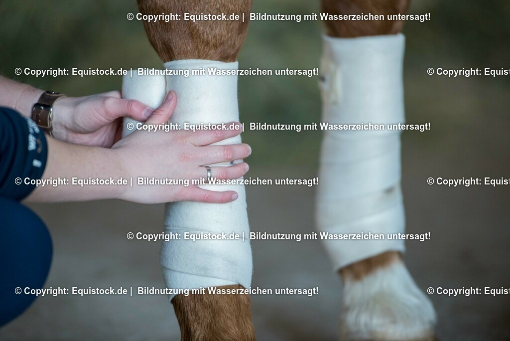 20160120_Bandagieren_0003 | equistock