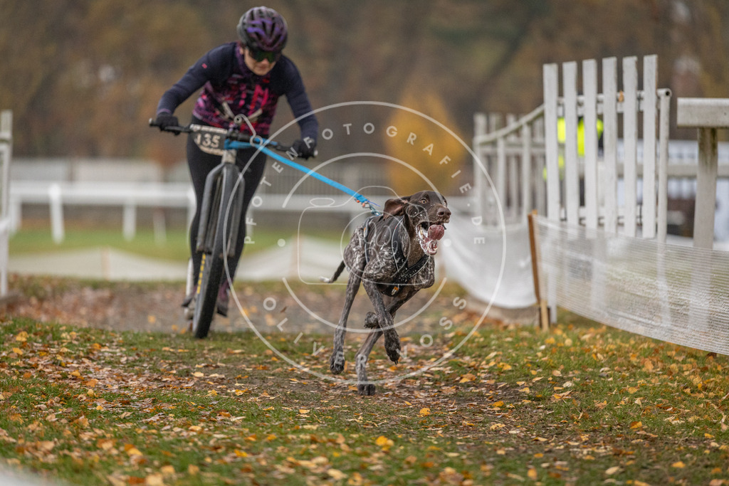 CaniXpix_DV3A7407 | Hundefotografie, Tierfotograf, Pfotenfotografie, Fotoshooting Hund, Hunde Portrait, Hundesport, Hundeportraits, Heideshooting, Hunde, Sportfotograf, Hundefotograf, Turnierhundsport, THS,  - Realisiert mit Pictrs.com