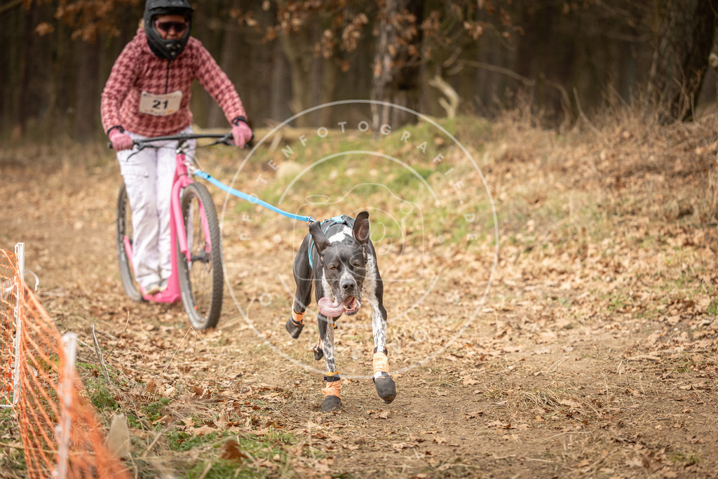 Pfotenfotografie_DV3A4196 | Hundefotografie, Tierfotograf, Pfotenfotografie, Fotoshooting Hund, Hunde Portrait, Hundesport, Hundeportraits, Heideshooting, Hunde, Sportfotograf, Hundefotograf, Turnierhundsport, THS,  - Realisiert mit Pictrs.com