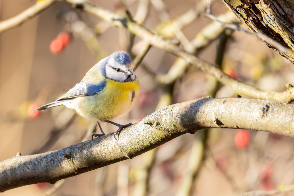 Die Blaumeise | Die Blaumeise ist ein kleiner, aber auffälliger Singvogel aus der Familie der Meisen. Sie zählt zu den häufigsten und beliebtesten Gartenvögeln in Europa und ist bekannt für ihre geringe Scheu gegenüber dem Menschen. Mit ihrem lebhaften Wesen und ihrer erstaunlichen Geschicklichkeit, besonders bei der Nahrungssuche, bereichert sie Parks, Wälder und Gärten gleichermaßen. Ihre Anpassungsfähigkeit an verschiedene Lebensräume und ihre ganzjährige Anwesenheit machen sie zu einem vertrauten Anblick, vor allem an winterlichen Futterstellen. - Realisiert mit Pictrs.com