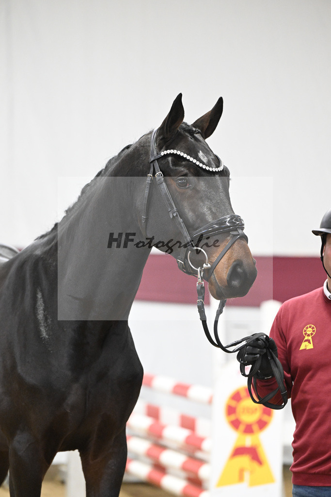 Kat-Nr. 85 Heartbreaker x Diarado_Juergen Laue_47252862 | hf-fotografie - Realisiert mit Pictrs.com