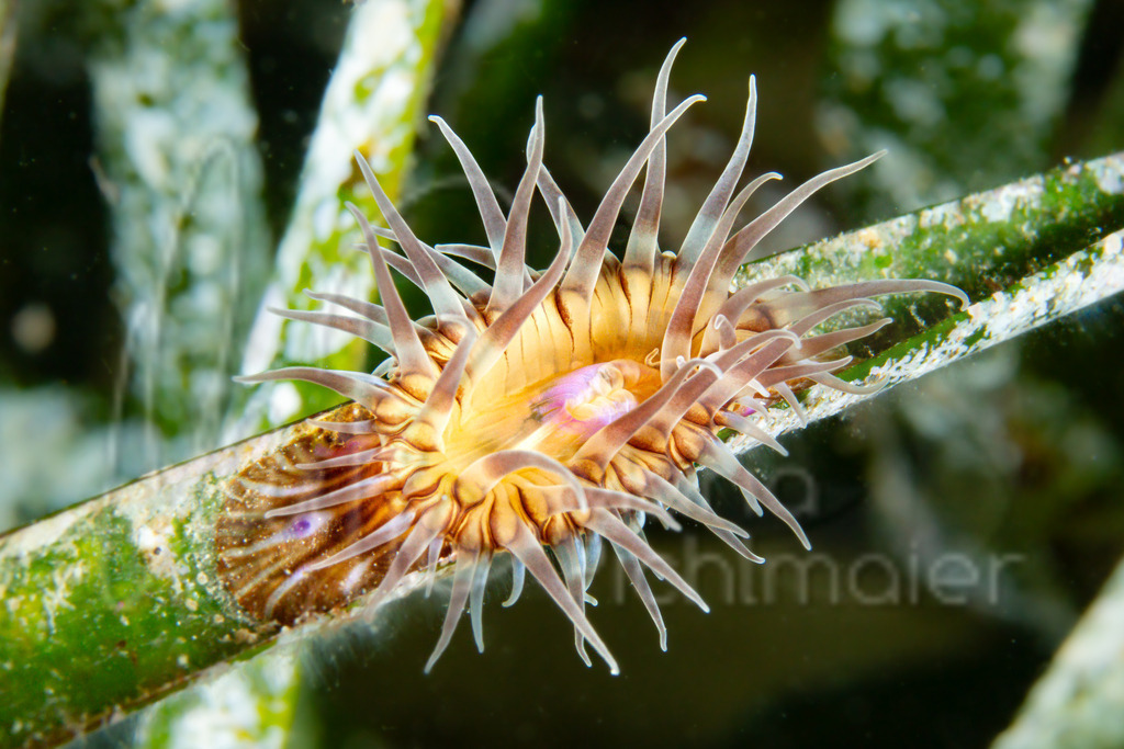 Paractinia striata | Anemone - Realisiert mit Pictrs.com